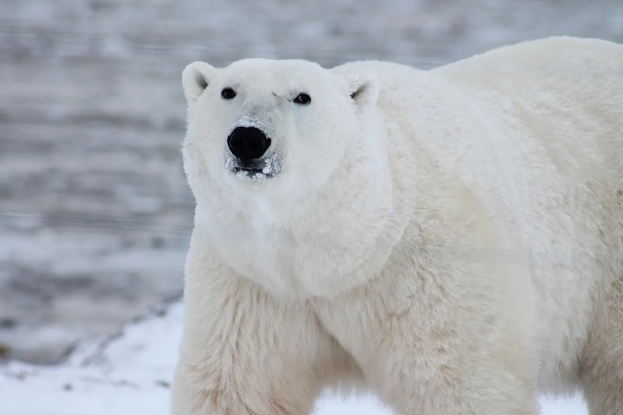 Why Humans Struggle to Even Imagine What a Bear Can Smell (Image Credits: Pixabay)