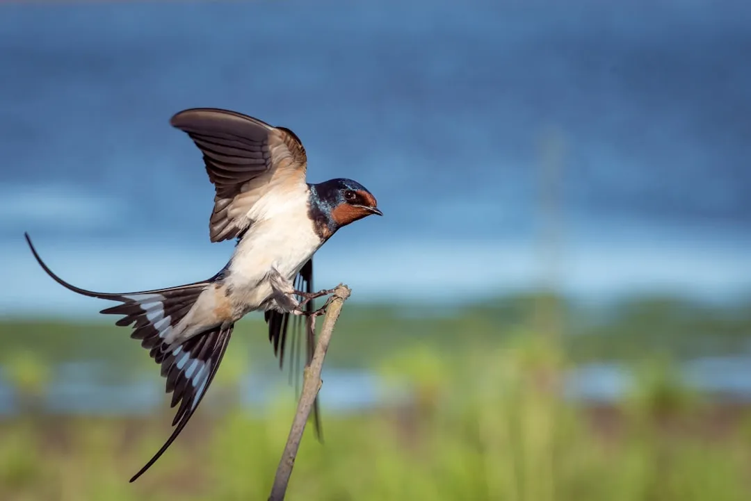 #21 - Swifts: The Screaming Flocks That Don't Come Back Like They Used To (Image Credits: Unsplash)