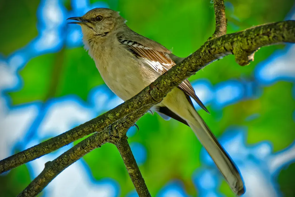#5: Singing Is Directly Tied to Hormones and Mating (SL-Focus-Imaging, Flickr, CC BY 2.0)