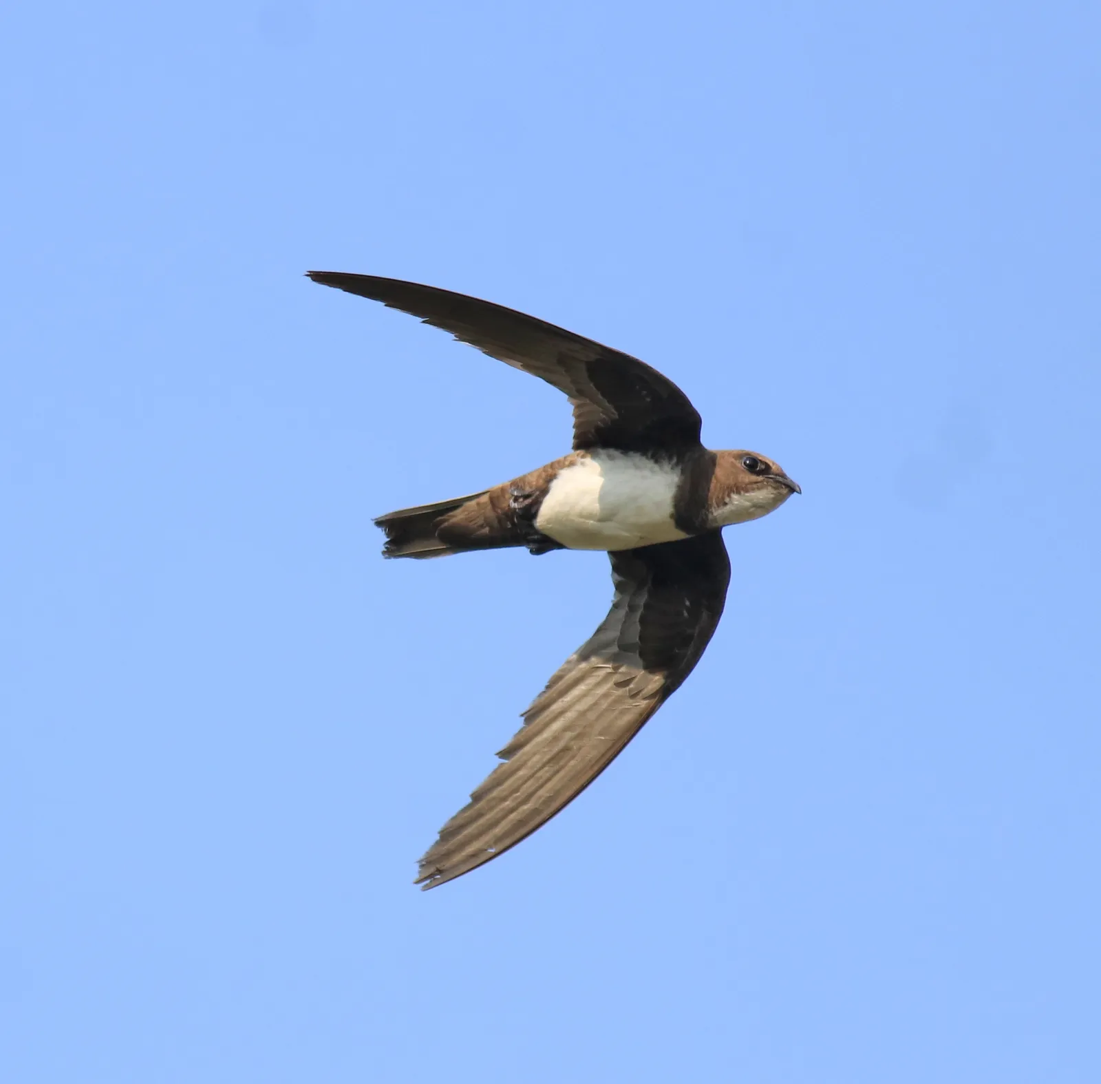 2. Alpine Swift: Long-Haul Glider Over Mountains and Continents (By Afsarnayakkan, CC BY 4.0)