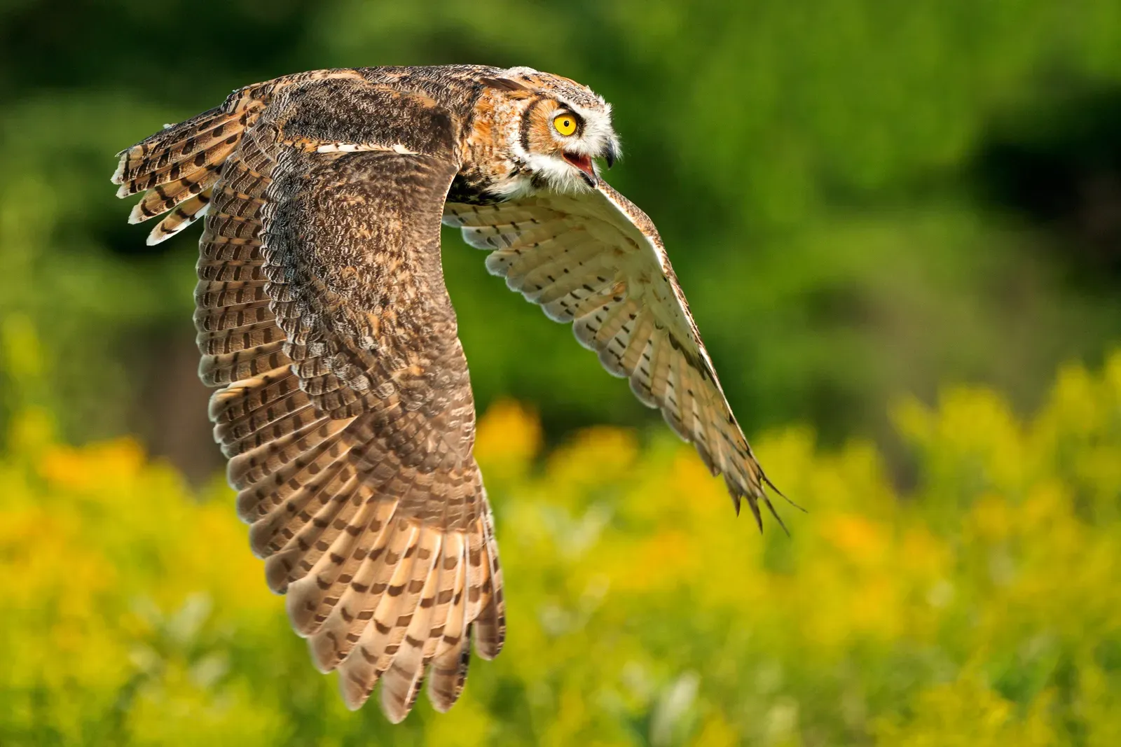 Sagittarius (November 22 &ndash; December 21): The Owl (By Peter K Burian, CC BY-SA 4.0)