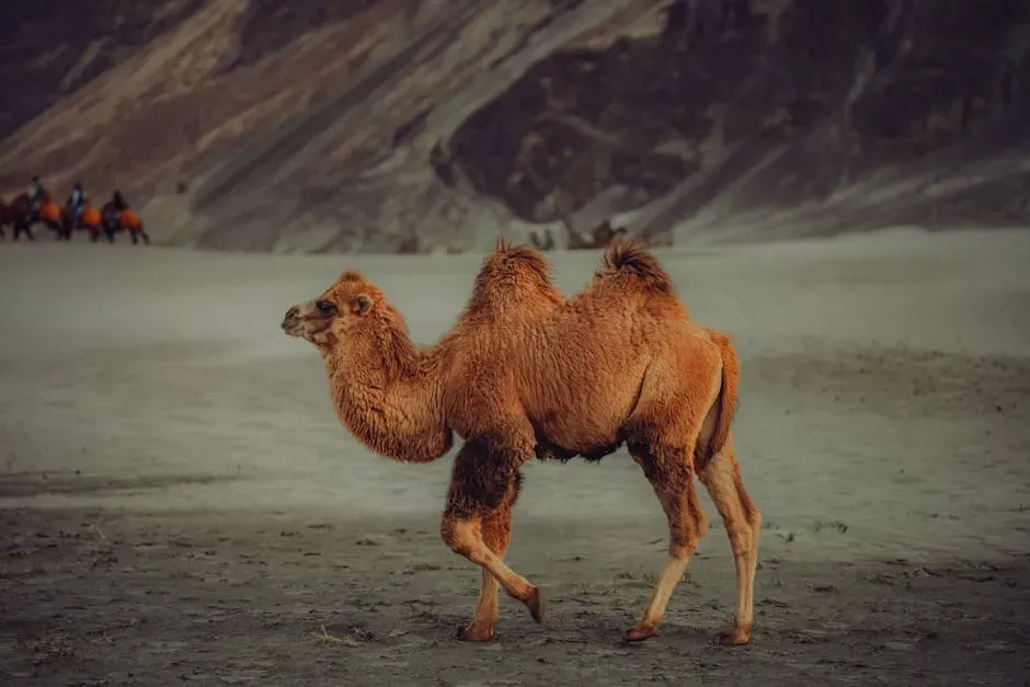Camel Humps Store Water (Image Credits: Pexels)