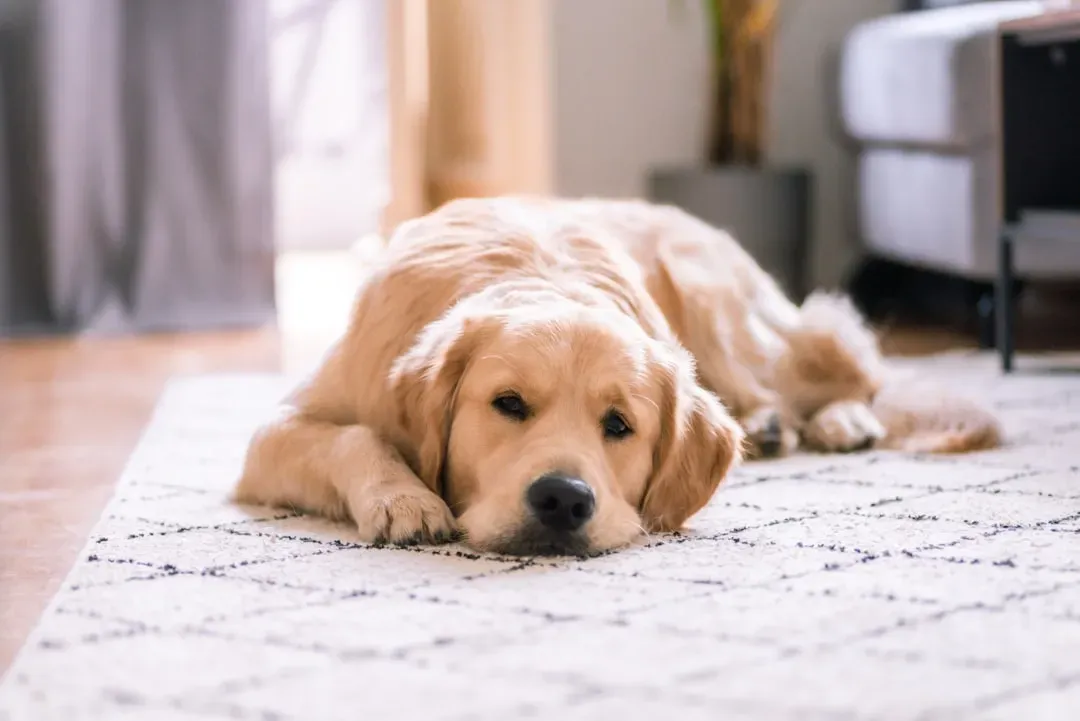 Cancer: The Nurturer Who Creates a Loving Home (Image Credits: Unsplash)