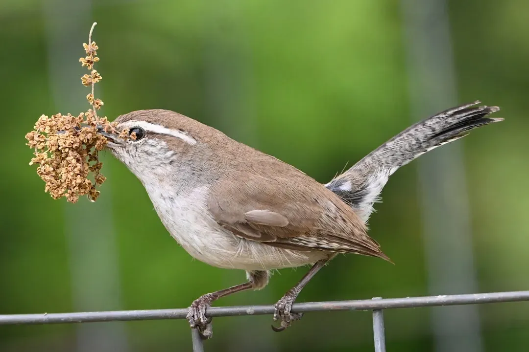 #5. House Wrens Are Known to Destroy the Eggs of Other Birds (Image Credits: Unsplash)