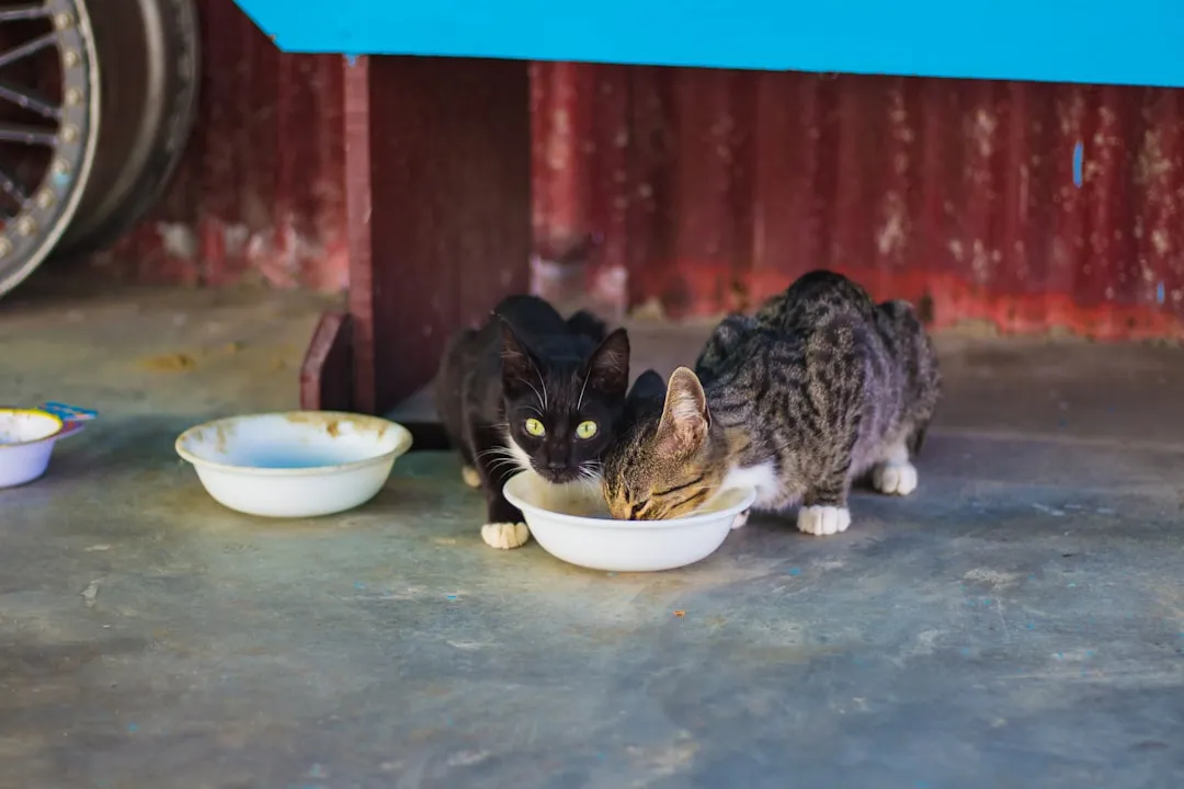 #11 - Milk Was a Daily Drink for Cats and Dogs (Image Credits: Unsplash)