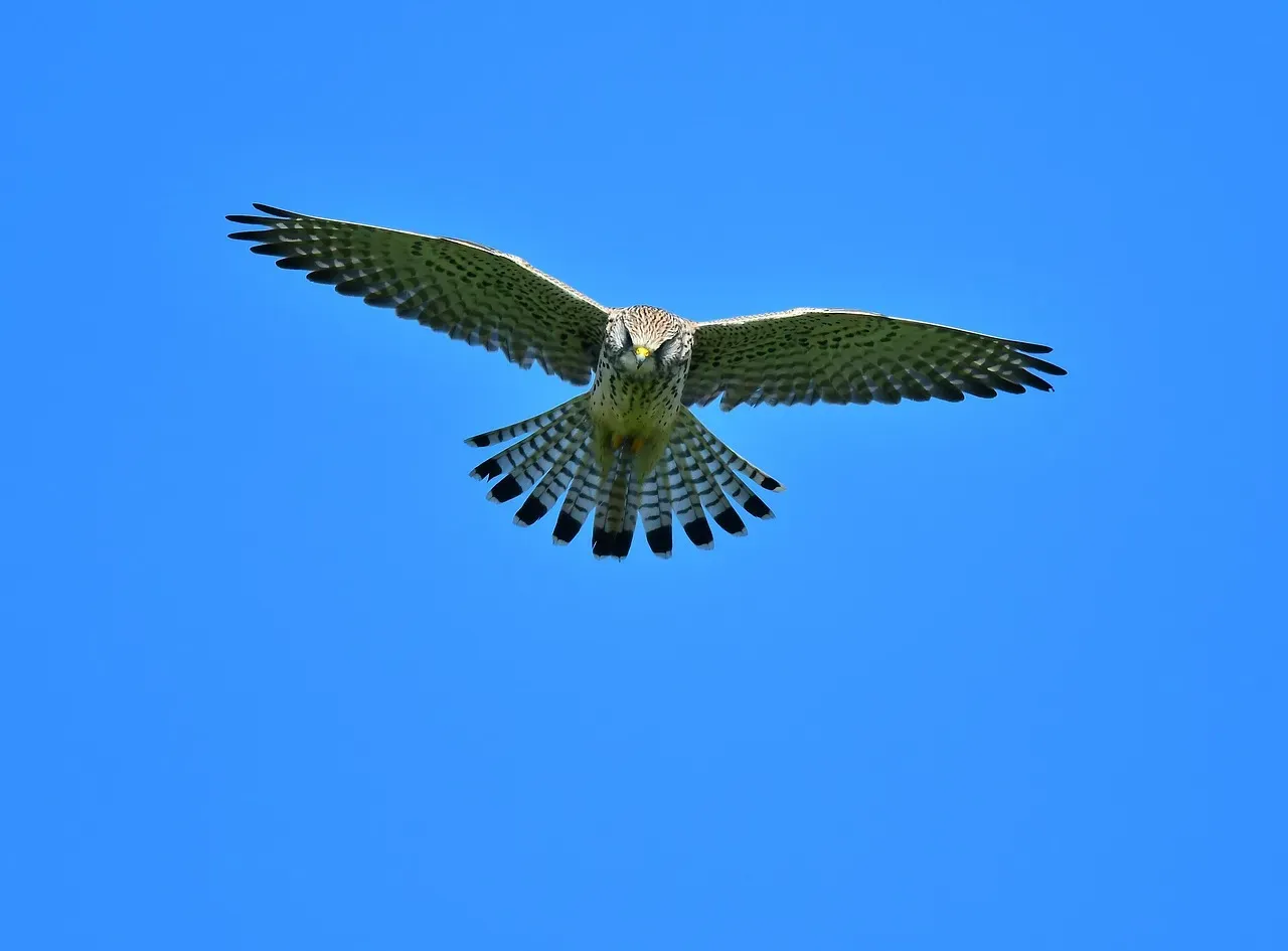 The Core Personality Traits of Falcon Individuals (Image Credits: Pixabay)