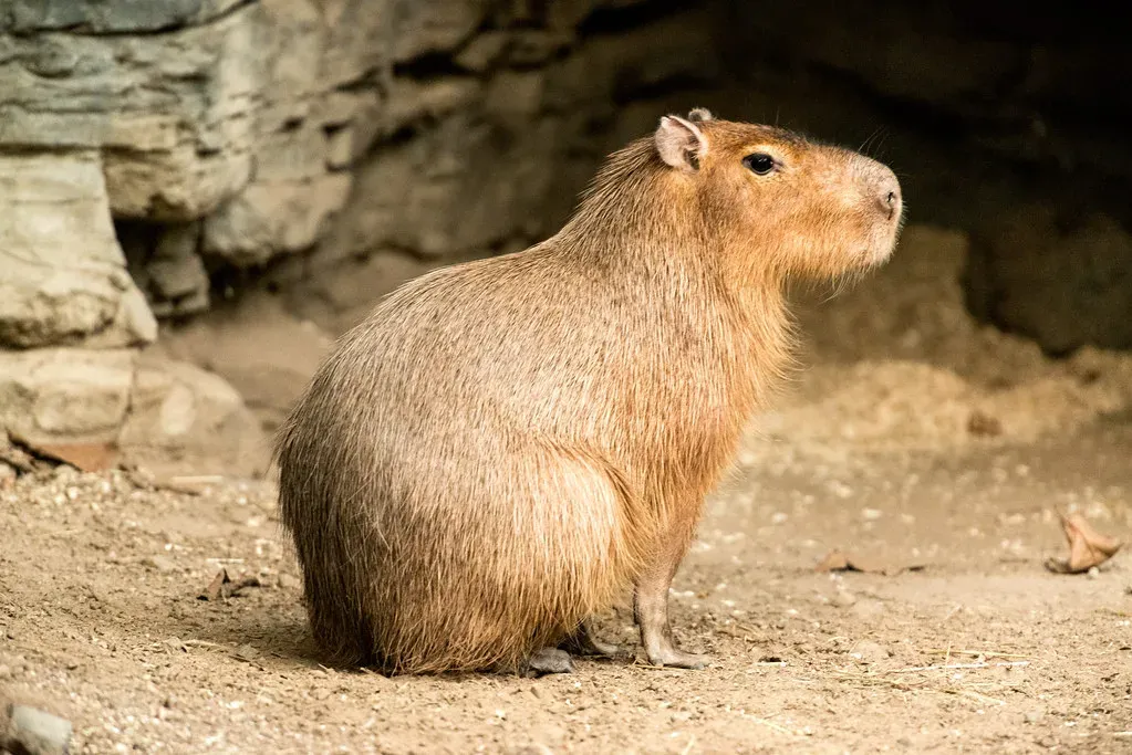 14. The Capybara (World's Largest Rodent) (Image Credits: Flickr)