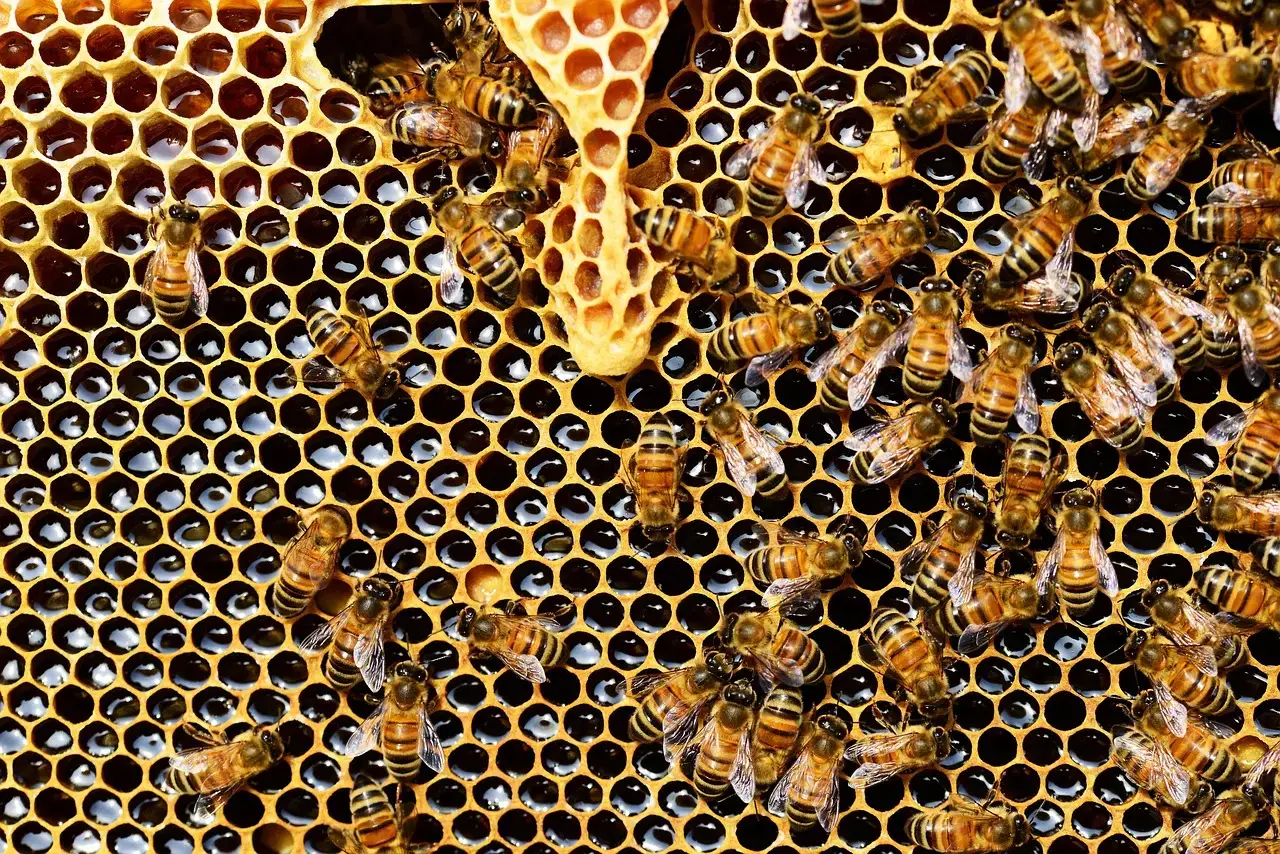Honeybee Hives: The Mathematical Perfectionists (Image Credits: Pixabay)
