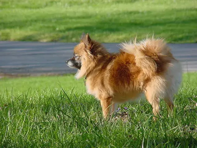 8. Pomeranian (Image Credits: Flickr)