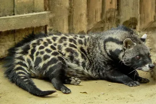 Endurance in the Wild (Image Credits: Wikimedia)