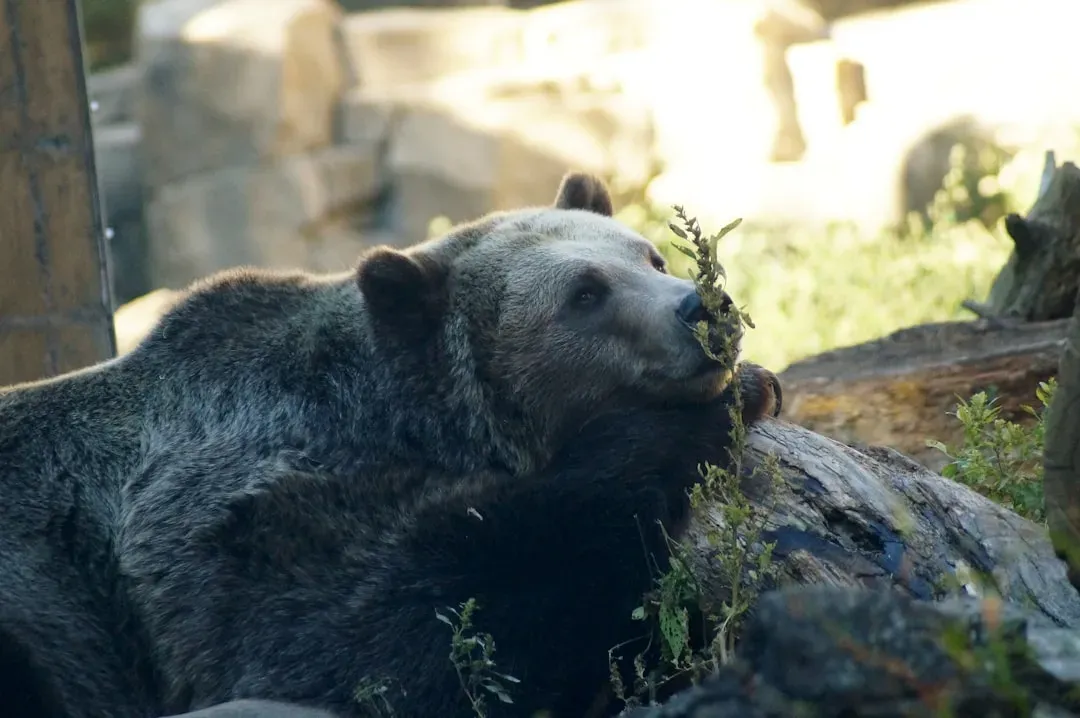 Bears Are Moving Well Beyond Their Traditional Core Range (Image Credits: Unsplash)