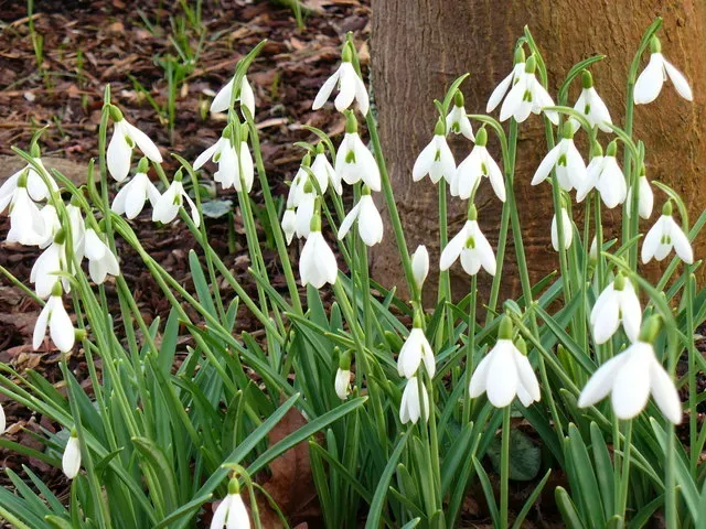 Snowdrops: The Brave First Bloomers (Image Credits: Wikimedia)