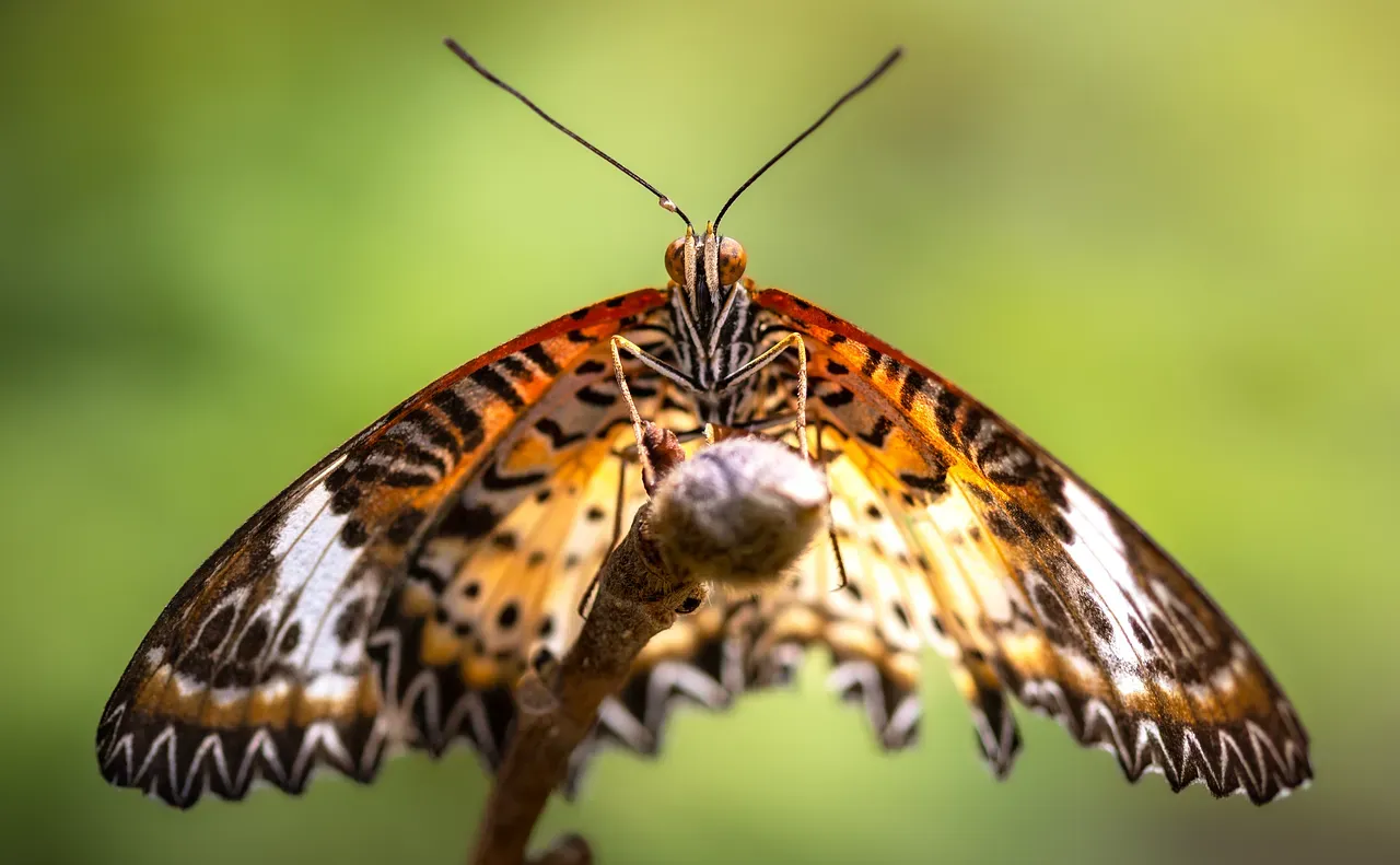 7. Lacewings: The Delicate-Looking Predators Worth Protecting (Image Credits: Pixabay)