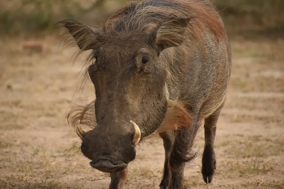 Sagittarius: The Wild Boar (Image Credits: Unsplash)