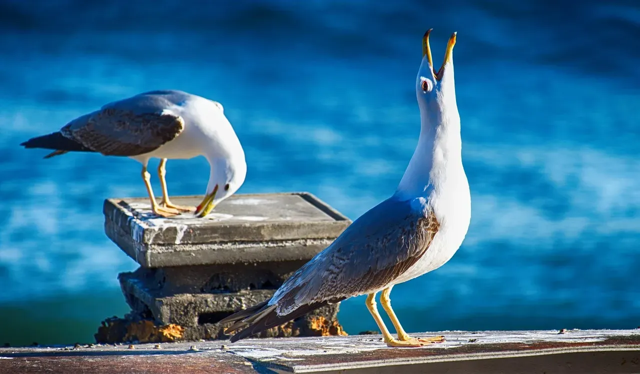 4. Birds: The Sky's Sentinels (Image Credits: Pixabay)