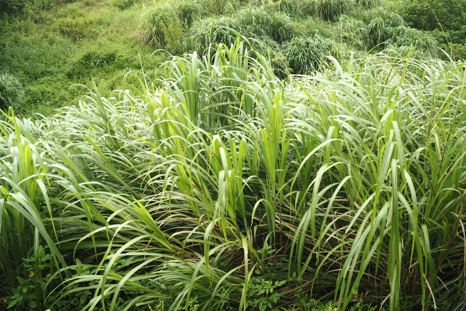 #6 Citronella and Lemongrass (Image Credits: Pexels)