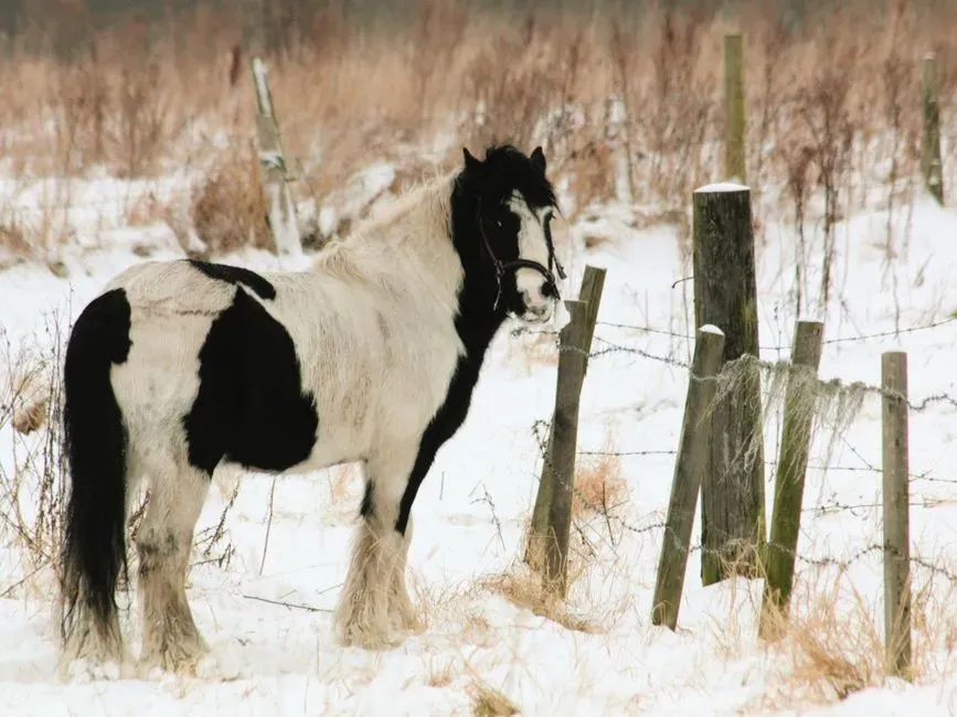 #14 – Gypsy Vanner: That Gorgeous Feathering Comes With a Hidden Tax (Image Credits: Pexels)