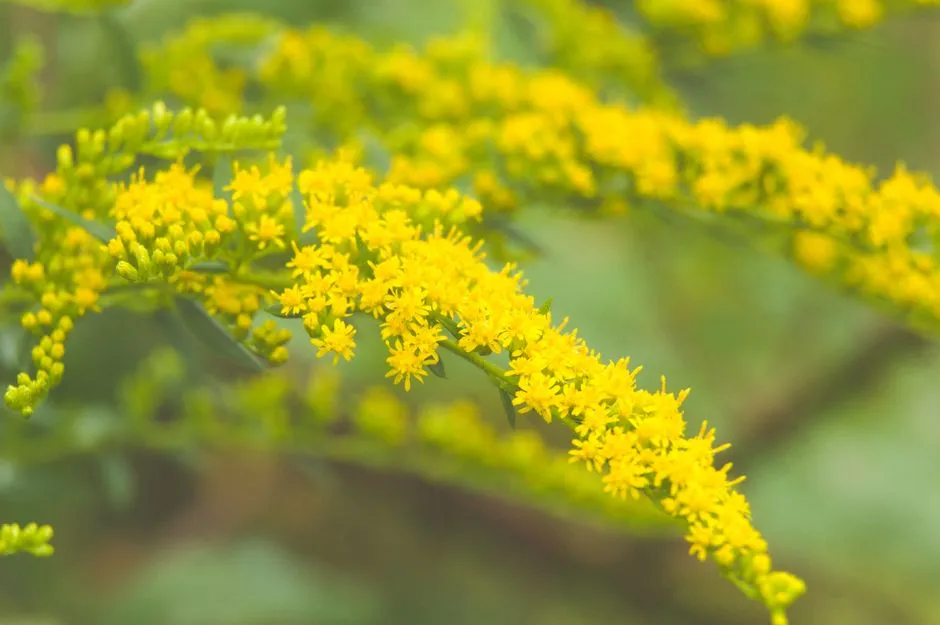 8. Goldenrods (Solidago species): Not Just Late-Season Nectar (Image Credits: Pexels)