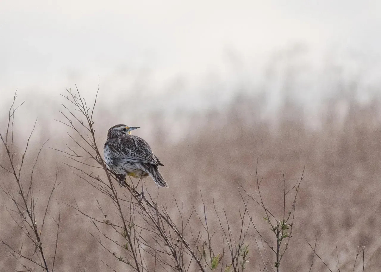The Western Meadowlark: Voice of the Vanishing Prairie (Image Credits: Pixabay)