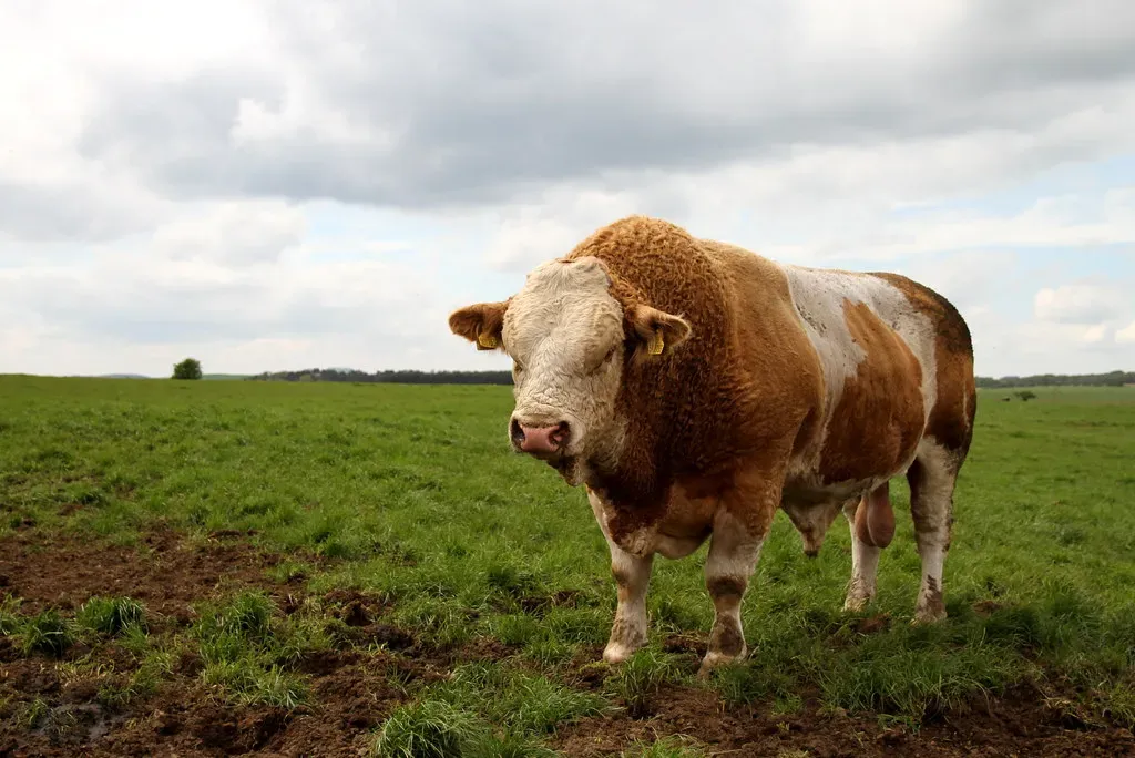 Simmental: The Versatile European Giant (Image Credits: Flickr)