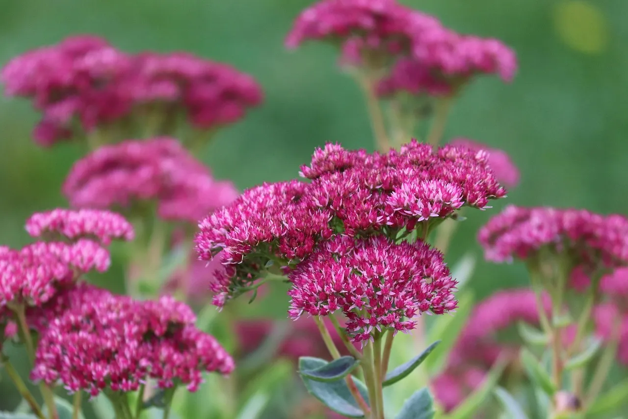 #13 - Sedums (Especially Autumn Joy-Type Stonecrops) (Image Credits: Pixabay)