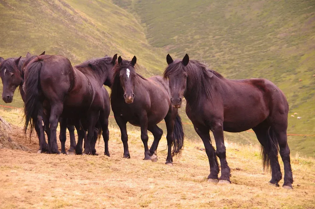 Conclusion: A Relationship That Still Gallops Forward (Vasnic64, Flickr, CC BY 2.0)