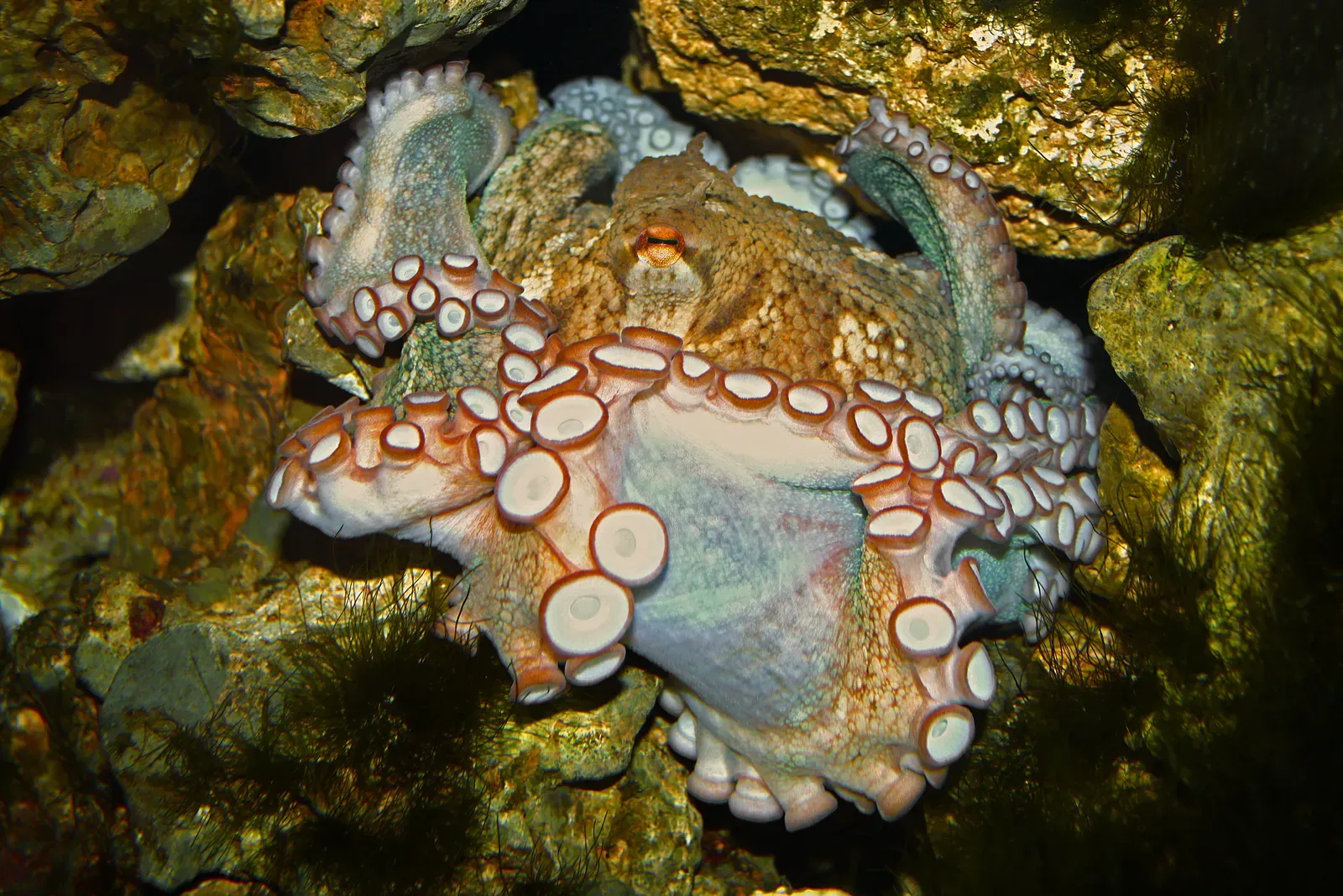 Tool Use Among Invertebrates (Image Credits: Wikimedia)