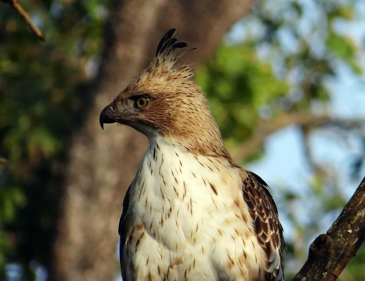 Javan Hawk-Eagle - Java, Indonesia (Image Credits: Pixabay)