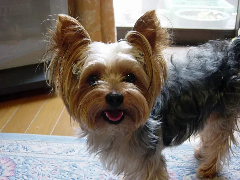 8. Yorkshire Terrier (Image Credits: Flickr)