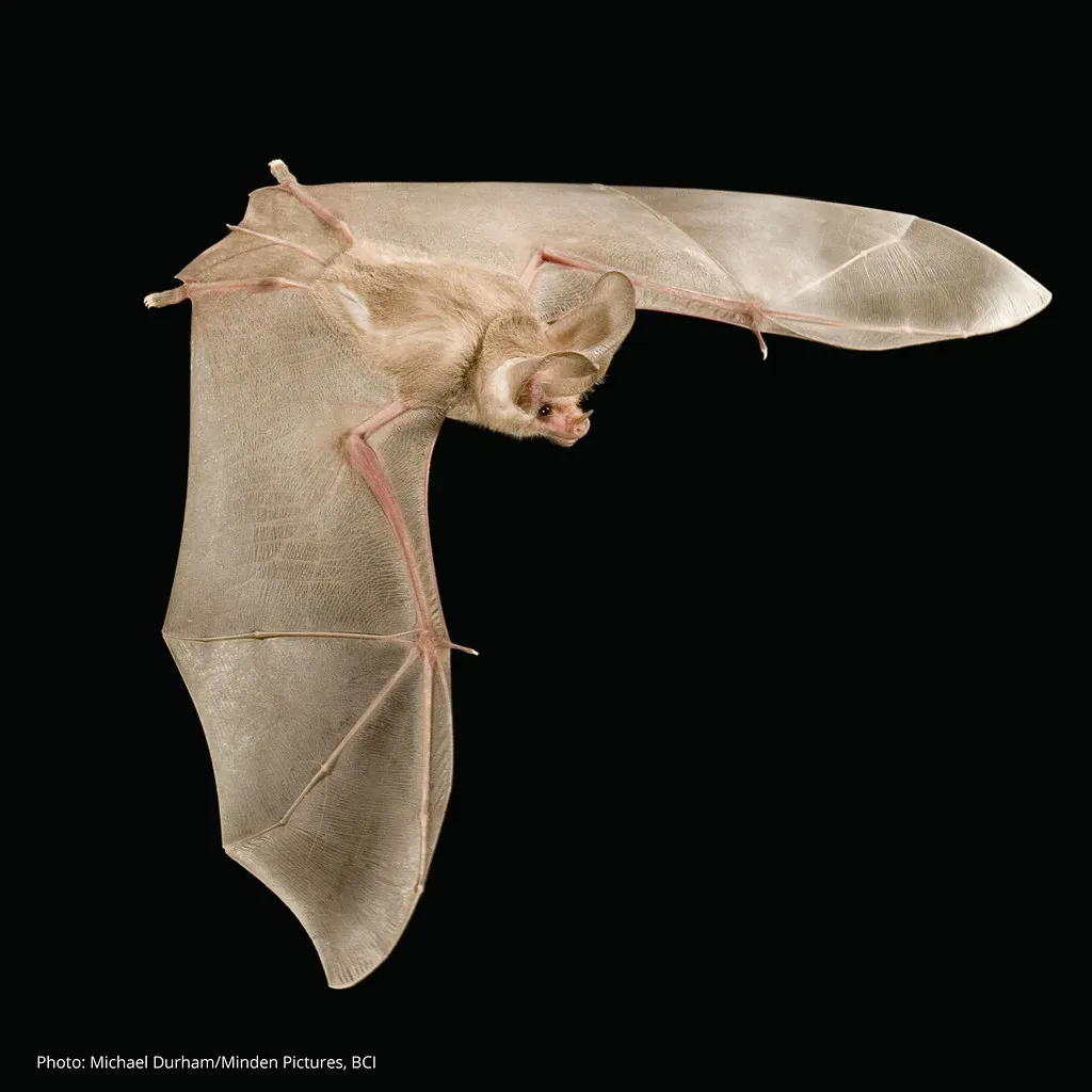Aries: The Resourceful Bat (Image Credits: Flickr)