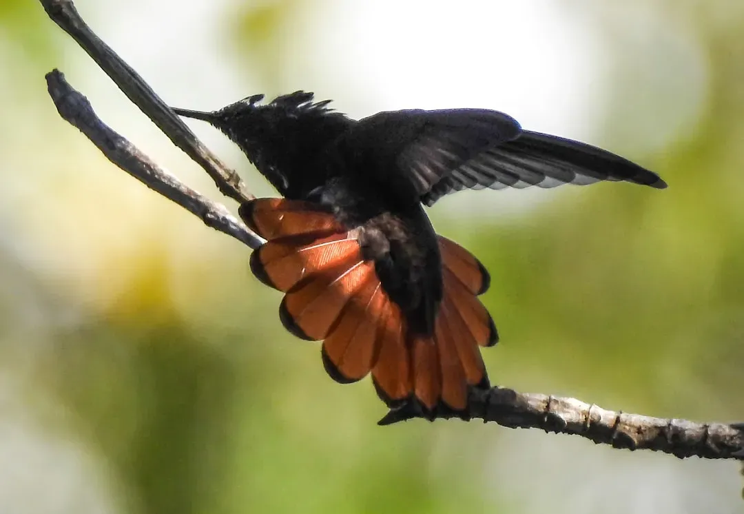 9. The Club-Winged Manakin: Music From the Body (Image Credits: Unsplash)