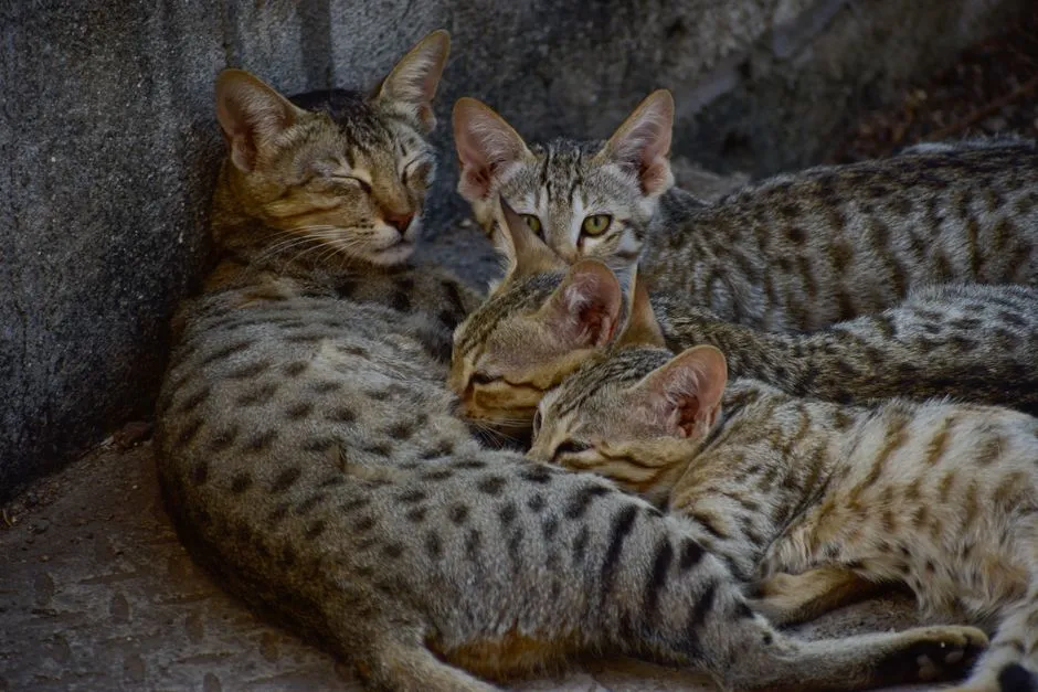 Maternal Dedication (Image Credits: Pexels)