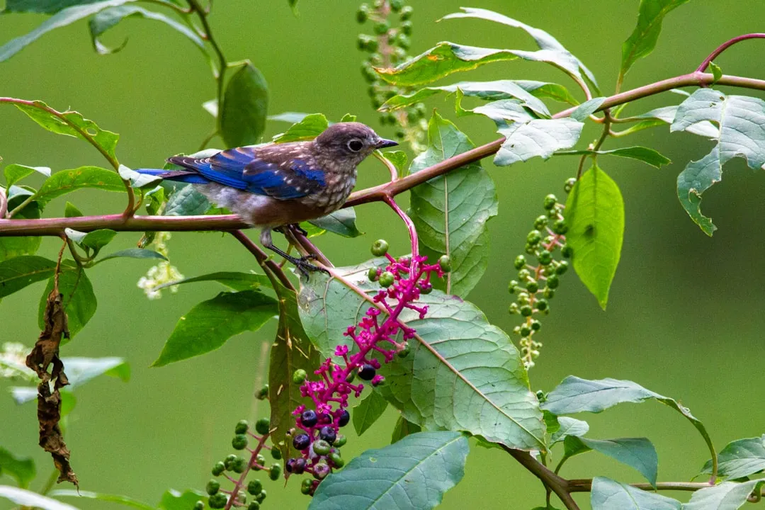 #6 - Berry and Fruit Trees Fuel the Migration Nobody Sees (Image Credits: Unsplash)