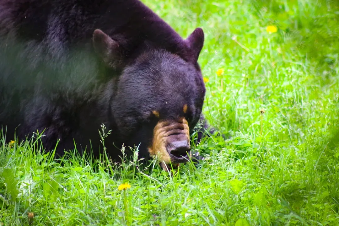 How Black Bears Actually Think During an Attack (Image Credits: Unsplash)