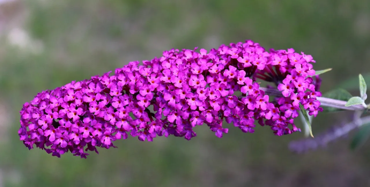 5. Plant Shrubs Butterflies Can Actually Hide In (Image Credits: Pixabay)