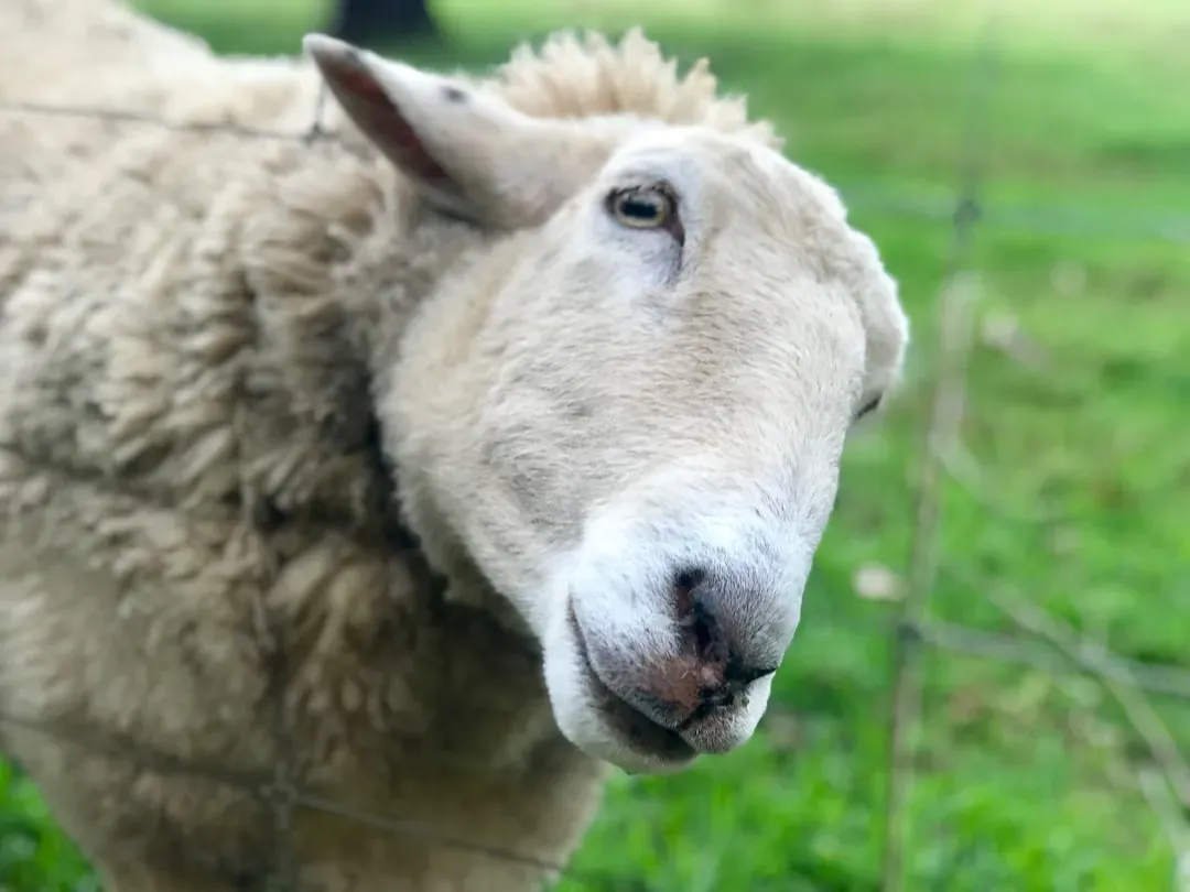 Sheep: Memory Masters With Surprising Individuality (Image Credits: Unsplash)