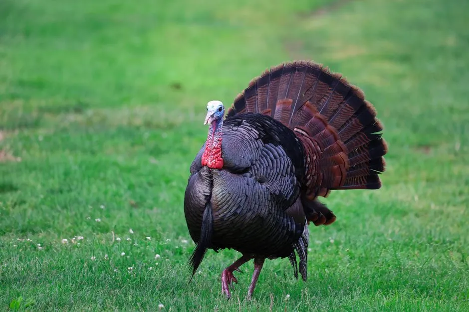 #1 Texas – Where Turkeys Meet Big Sky Country (Image Credits: Pexels)