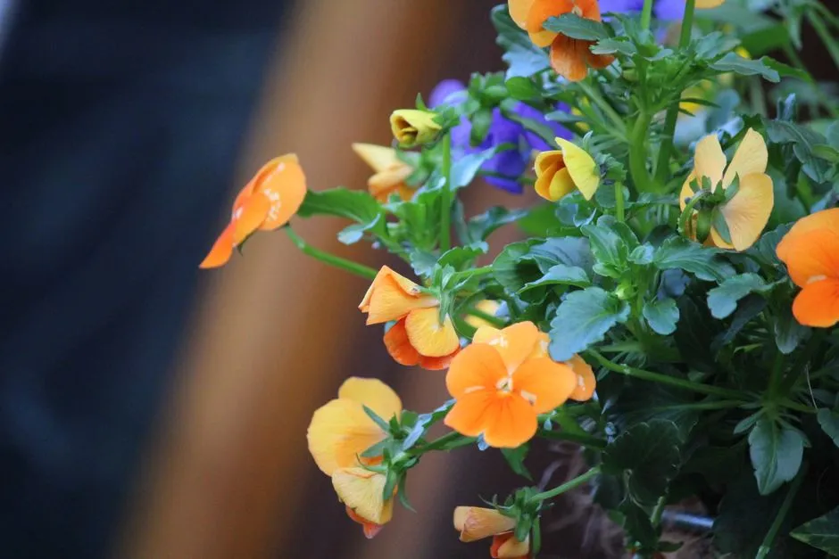 #30 - Pansies and Violas: Pretty, But the Wrong Season and Shape (Image Credits: Pexels)