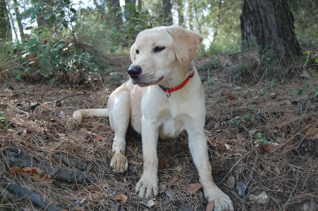 Labrador Retriever: The Friend Who Shows Up Every Time (Image Credits: Flickr)