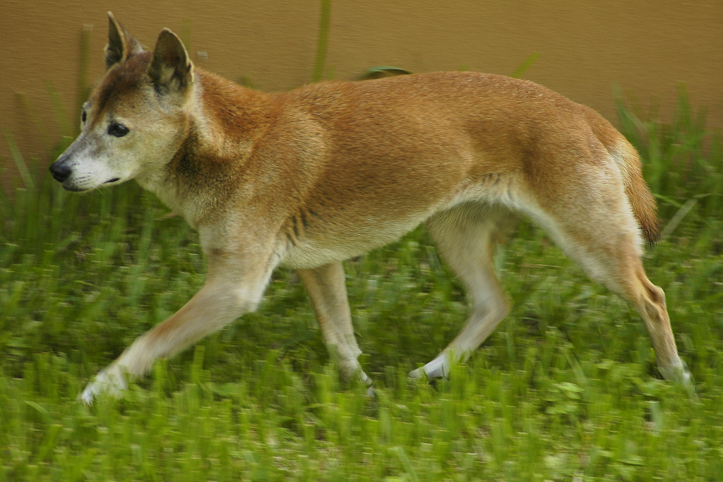 #1 New Guinea Singing Dog - The Melodious Wild Canine (Image Credits: Wikimedia)