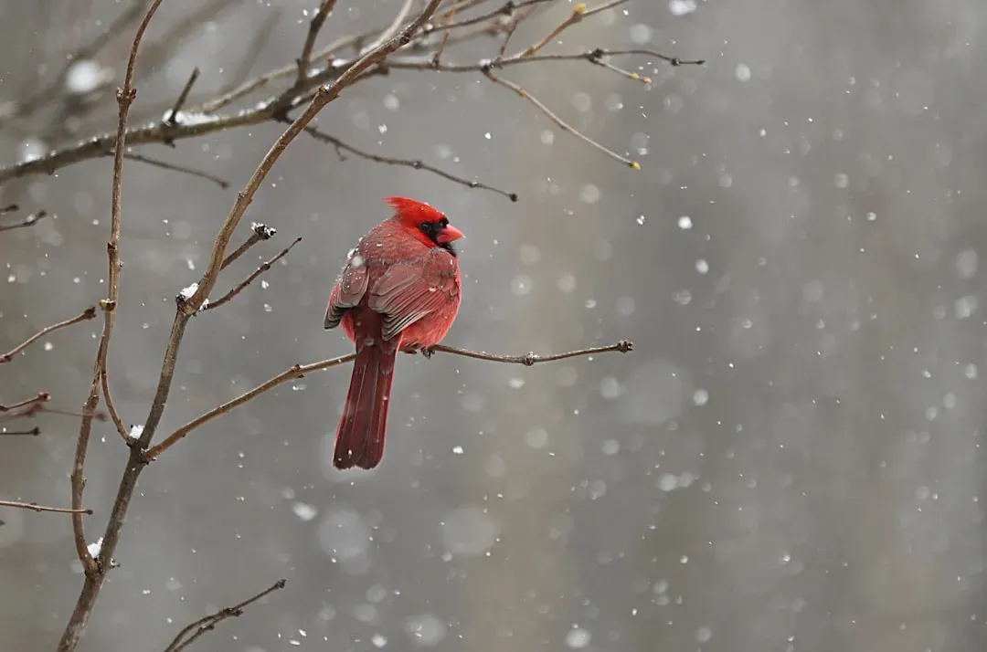 Comfort in Seasons of Grief (Image Credits: Unsplash)