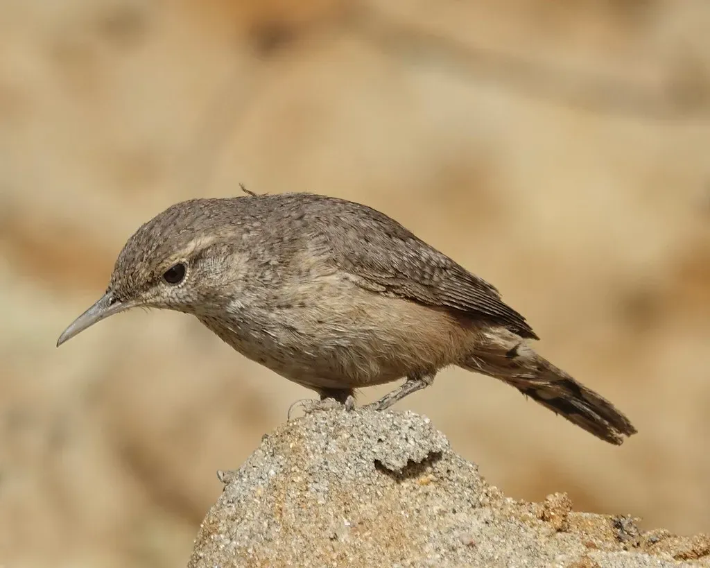 Palo Duro Canyon State Park: The Panhandle's Birding Gem (Mike's Birds, Flickr, CC BY-SA 2.0)