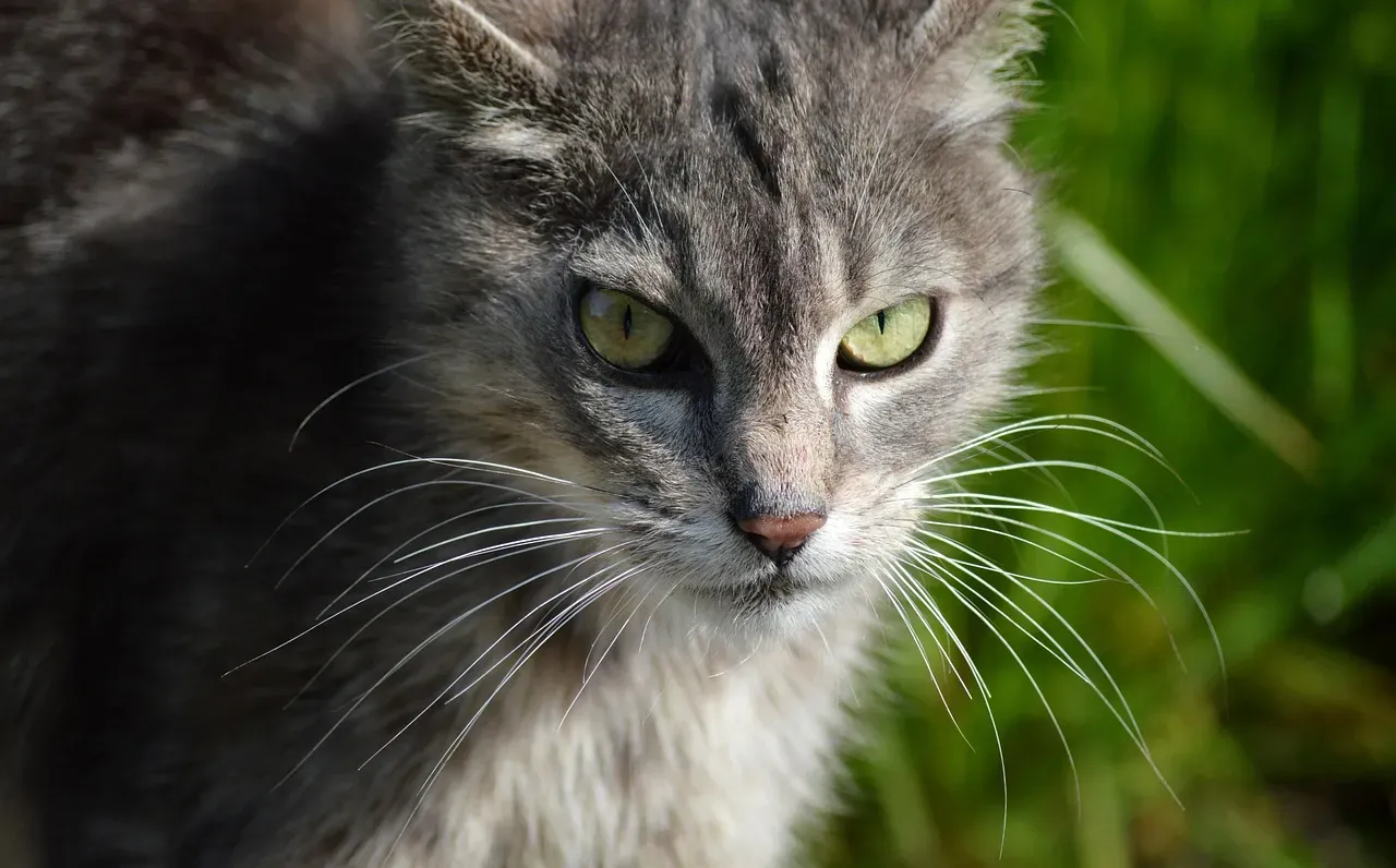 #3: A Nose That Puts Ours to Shame (Image Credits: Pixabay)