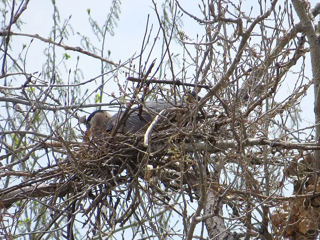 Site Fidelity: It's Not Just About Nesting (nature80020, Flickr, CC BY 2.0)