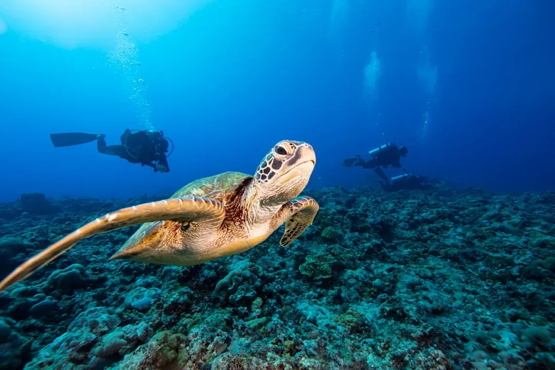 8. Green Sea Turtle: A Florida Beach Transformed (Image Credits: Unsplash)