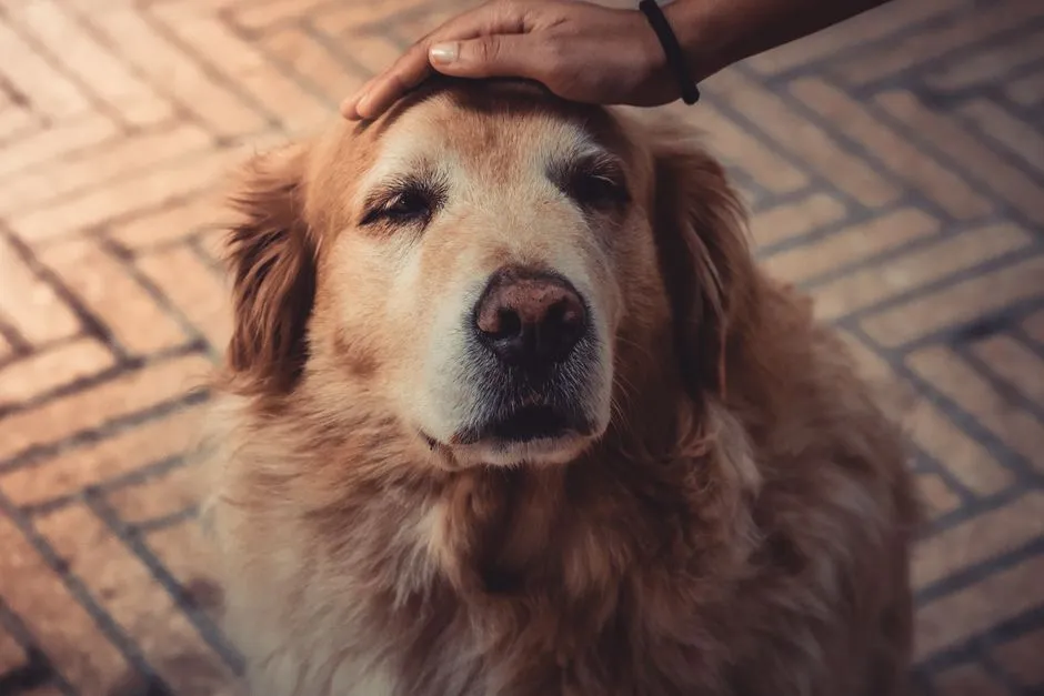 #1 - Being Fully Present for a Peaceful, Pain-Free Goodbye (Image Credits: Pexels)