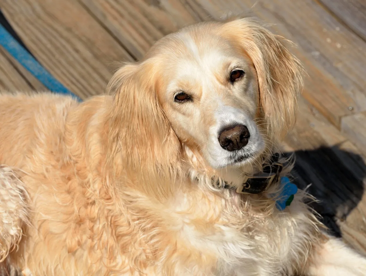 #18 - Mixed-Breed Rescues: The Real Secret Weapon for Small Homes (Image Credits: Pixabay)
