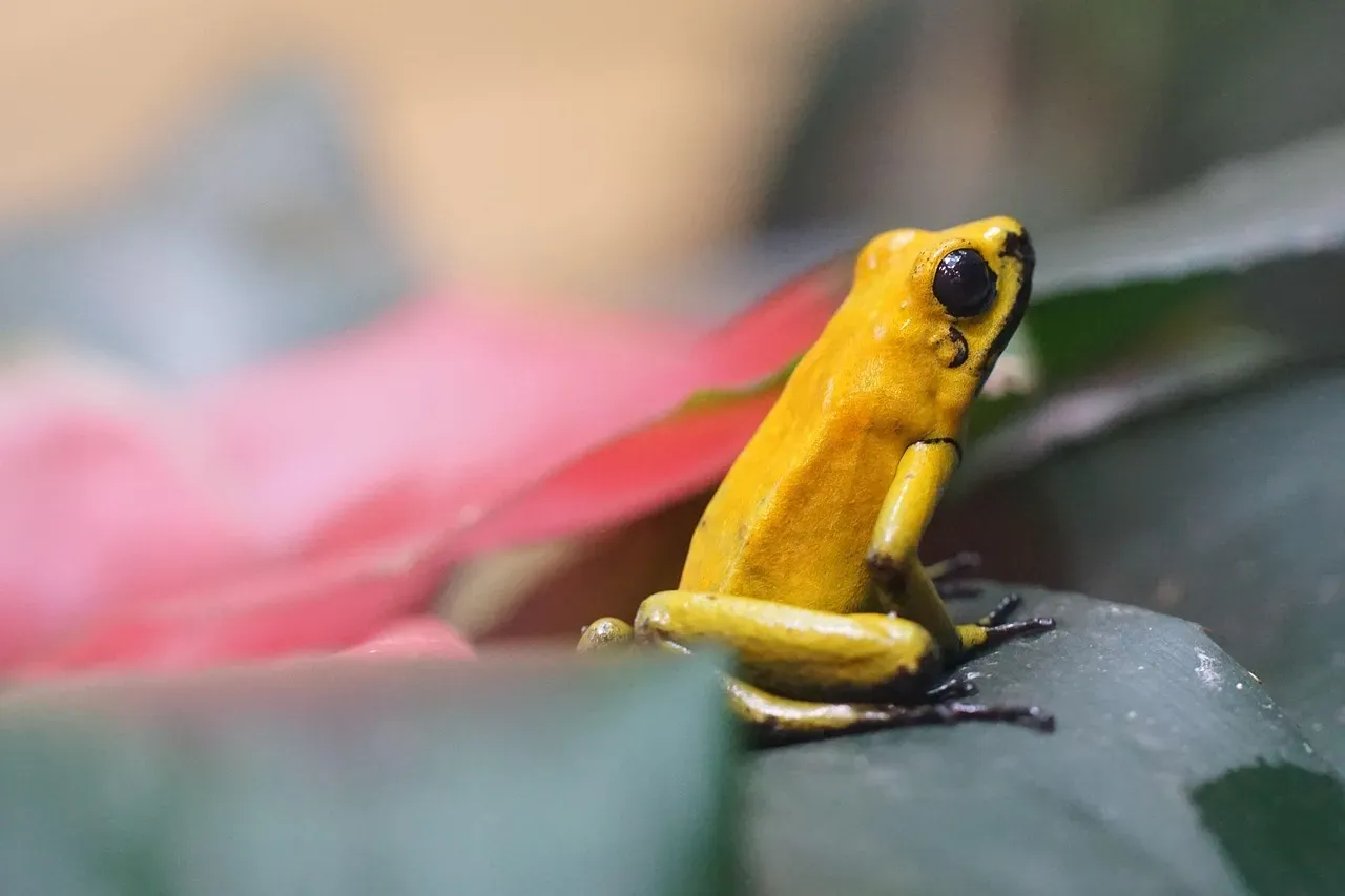 Golden Poison Dart Frogs Can Kill Multiple Humans With a Single Touch (Image Credits: Pixabay)