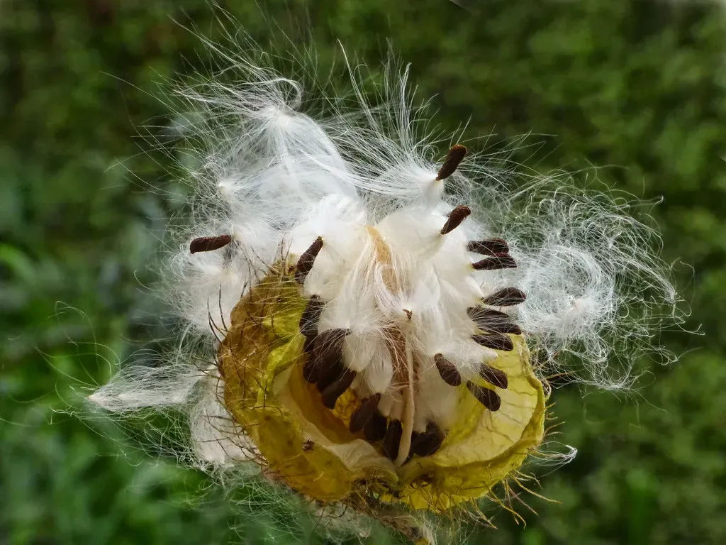 Seed Dispersers Drive Forest Regeneration and Plant Diversity (Image Credits: Flickr)