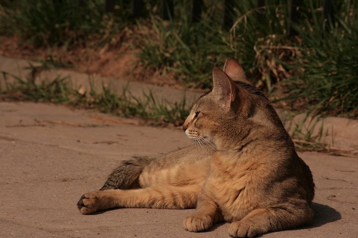 #4 Chausie (Image Credits: Wikimedia)